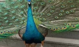 孔雀开屏的视频,绚烂瞬间，自然之美尽显