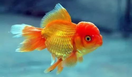 金鱼视频,探寻水下世界的奇妙之旅