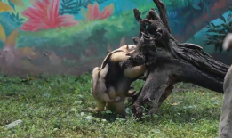 食蚁兽视频,大自然的神奇捕食者